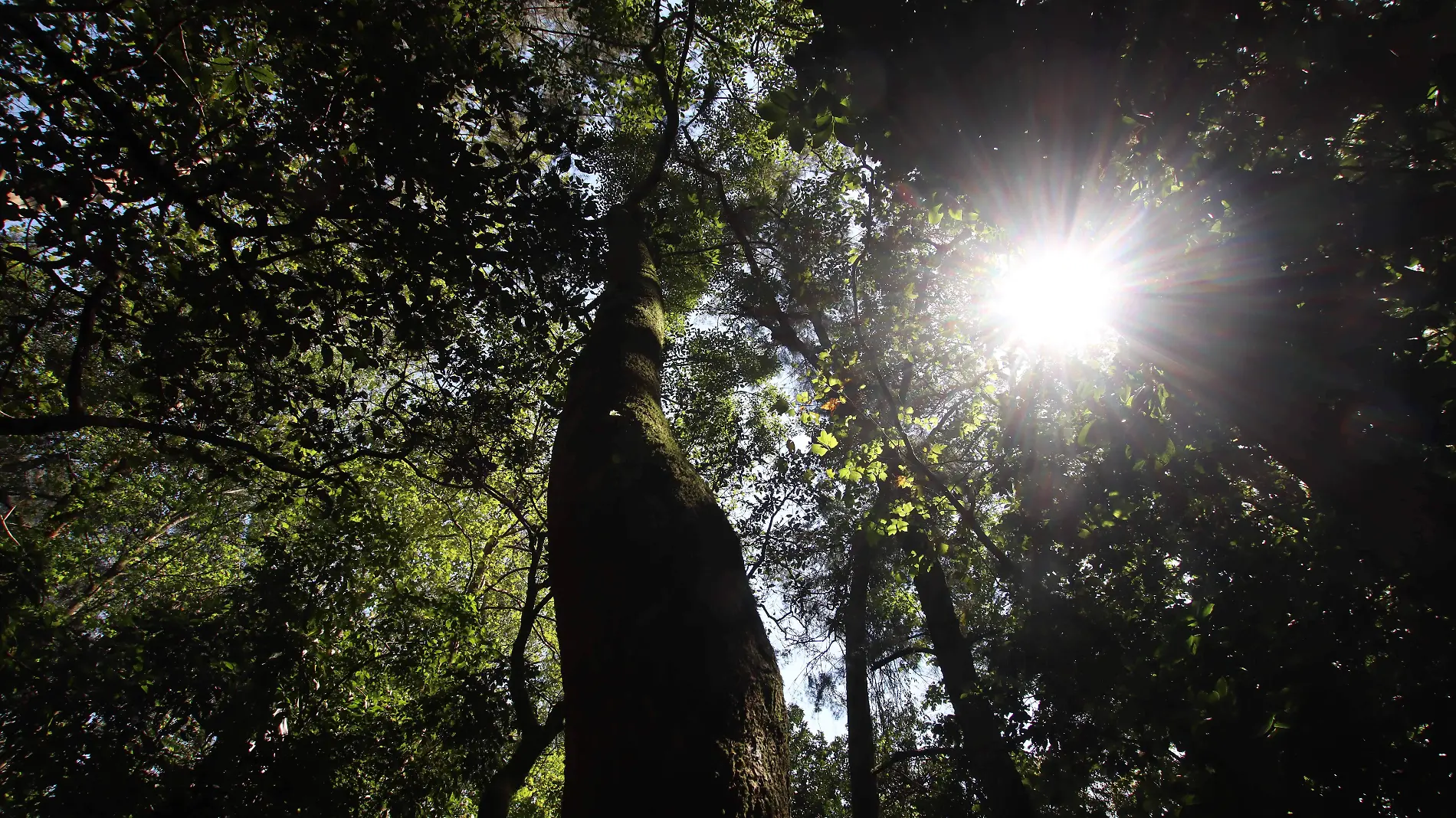 Bosque Niebla-Xalapa-aspecto-Ricardo01